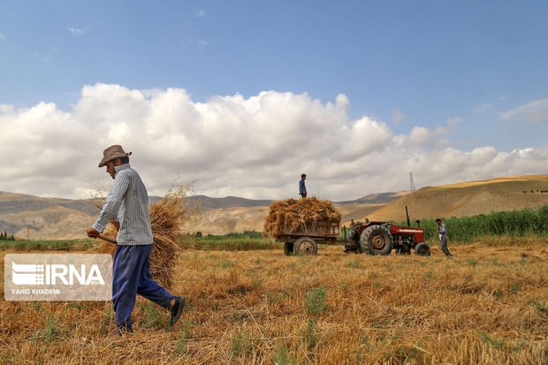 تعاون ‎‎روستایی خراسان شمالی بیش از ۱۳‎ هزار تن گندم خرید