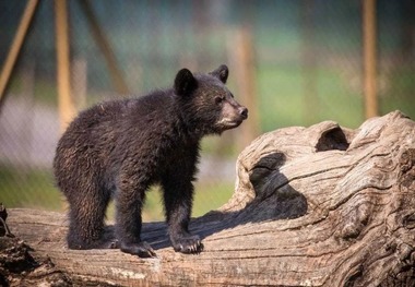 یک خرس و ۲ توله‌‌اش در البرز دیده شدند + فیلم