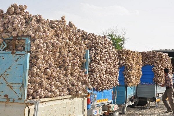 برداشت ۵۶ هزار تن سیر از مزارع شهرستان طارم