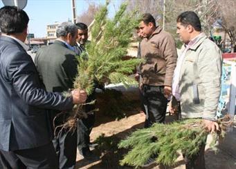 ۲۰۰ هزار اصله نهال در شهر سمنان توزیع می‌شود