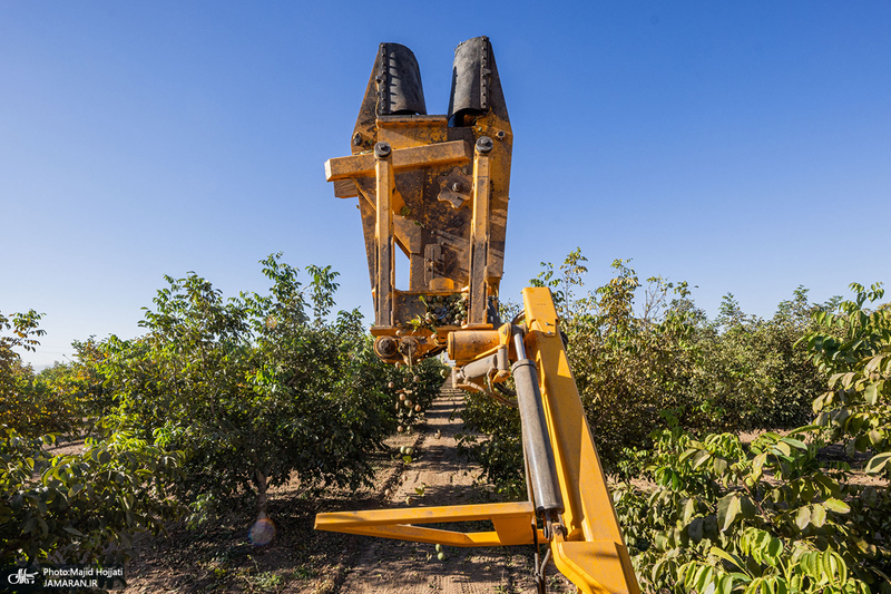 برداشت مکانیزه گردو در استان زنجان