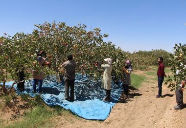 پسته‌کاران اردستانی: برای توسعه باغ‌ها تسهیلات کم‌بهره نیاز داریم