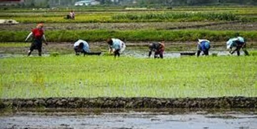 کشت برنج خارج از گیلان و مازندران آزاد شد