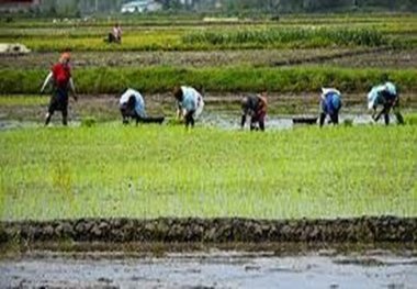 کاهش 30 درصدی کشت برنج در مازندران