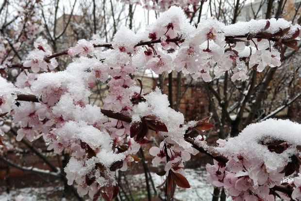 سرمازدگی چهار هزار و ۲۴۲ میلیارد ریال به بخش کشاورزی استان اردبیل خسارت زد