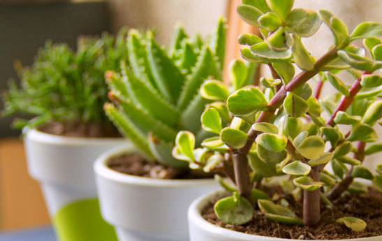 نگهداری از گل های آپارتمانی در فصل بهار