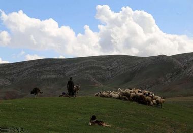 طرح کاداستر در ۲۶۸ هزار هکتار از زمین‌های ملی کرمانشاه اجرا شد