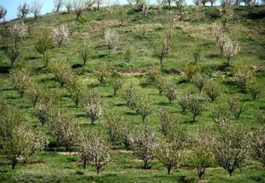 ایجاد 73 هزار هکتار باغ شیب دار از محل سفر استانی دولت در آمل