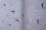 بهترین روش‌های جلوگیری از ورود حشرات به خانه