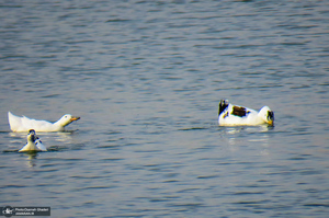 دریاچه مصنوعی جوان قم