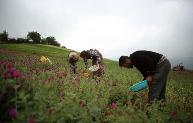 کمک 85 درصدی دولت به کشت گیاهان دارویی درمازندران