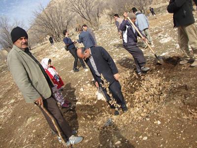 اجرای طرح ملی جنگلانه در بدره و ملکشاهی