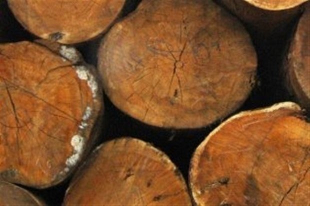 5 تن چوب جنگلی قاچاق در شهرستان لردگان کشف شد