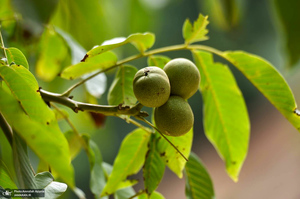 ییلاقات رودبار