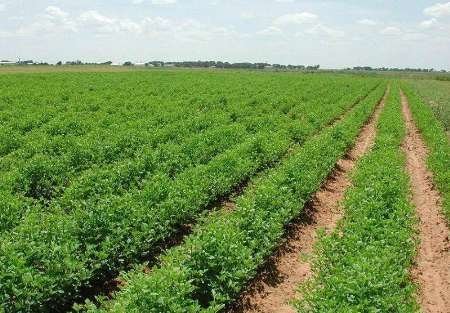 صادرات ۱۰ هزار تن محصول یک مزرعه در البرز