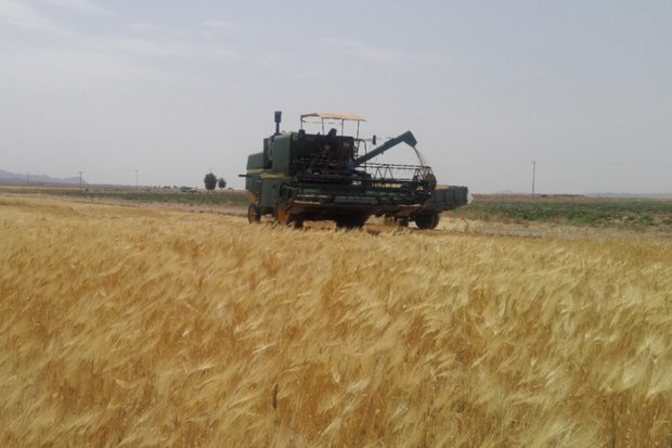 برداشت گندم در 9 هزار هکتار از مزارع سیستان و بلوچستان انجام شد