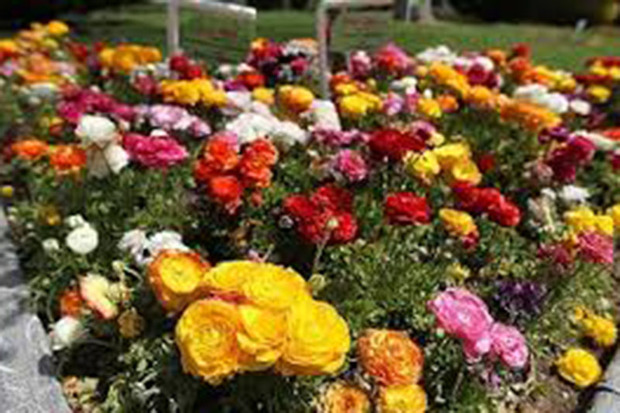 42 میلیون گل شاخه بریده در خمین تولید و عرضه شد