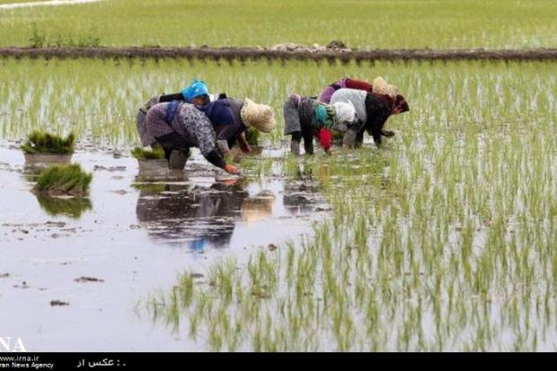 شوکه شدن برنجکاران از افزایش دستمزد نشاکاران در مازندران