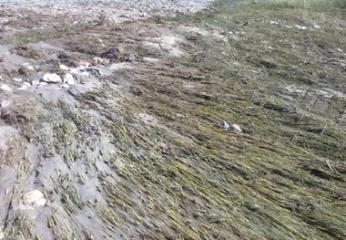 سیل به کشاورزی جوین خسارت زد