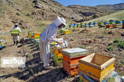 سالانه ۲۵۰ تن عسل در کاشمر تولید می‌شود