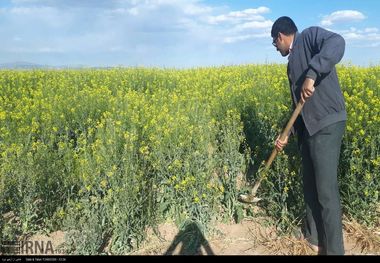 سطح زیر کشت دانه روغنی کلزا در چهارمحال و بختیاری ۴ برابر شد