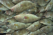 580 کیلو ماهی کشف شده در بازار دیرعرضه شد