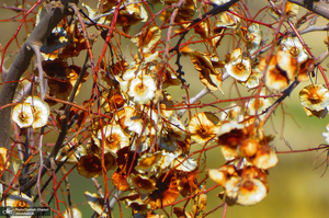 تنگه لی لی دورود