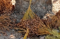 حمله خشکسالی شدید به عراق (6)