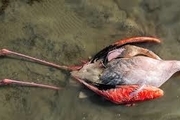علت مرگ پرندگان در خلیج گرگان اعلام شد