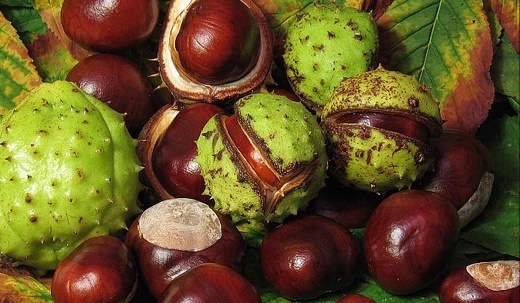 خواص شگفت انگیز شاه بلوط برای زنان باردار
