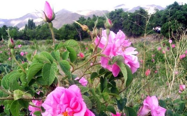 برداشت گل محمدی در سیستان و بلوچستان آغاز شد