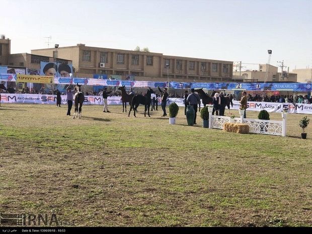 جشنواره زیبایی اسب خالص ایرانی در شوشتر آغاز شد