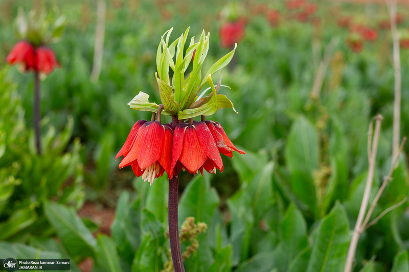 دشت لاله های واژگون کوهرنگ