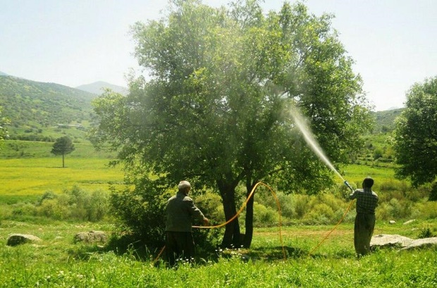 عملیات پیشگیری و کنترل آفات در جنگل های لرستان آغاز شد