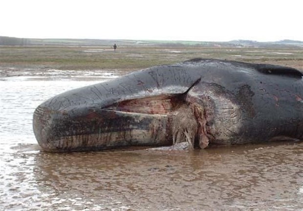 مشاهده لاشه یک نهنگ در ساحل سیریک هرمزگان