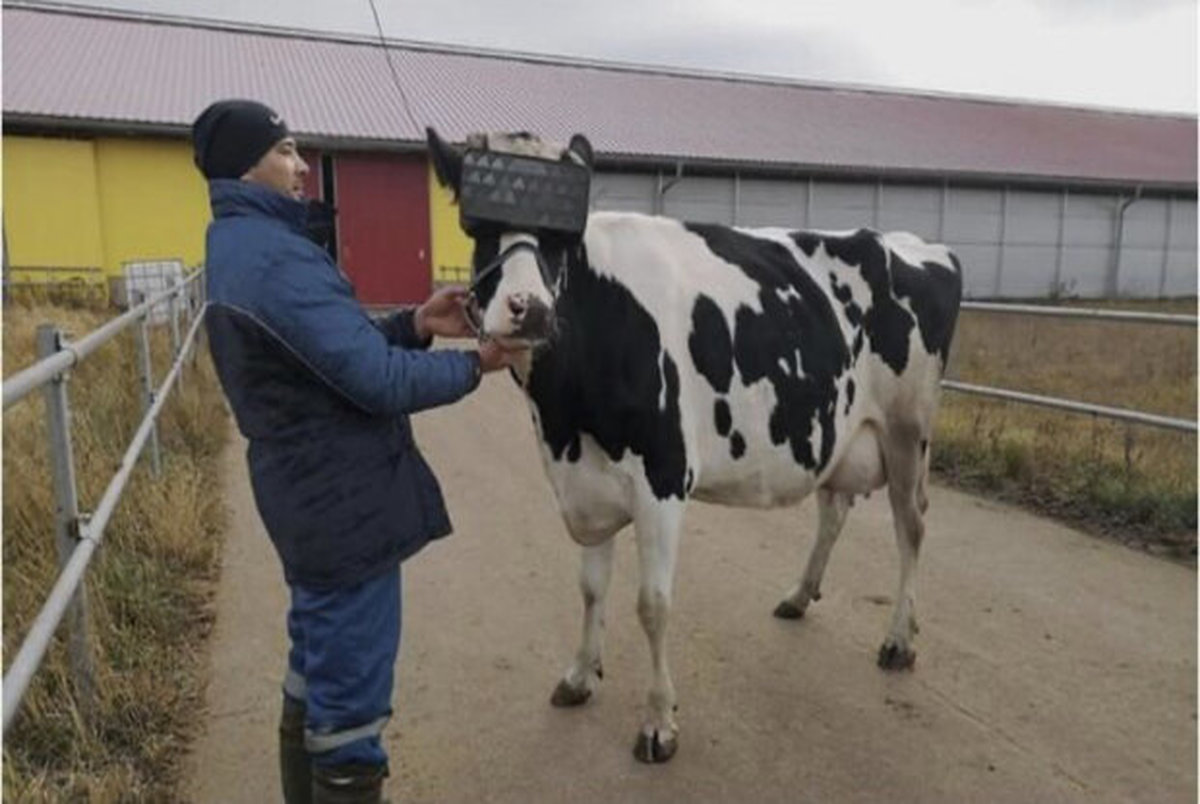 کمک عینک واقعیت مجازی برای افزایش شیردهی گاوها