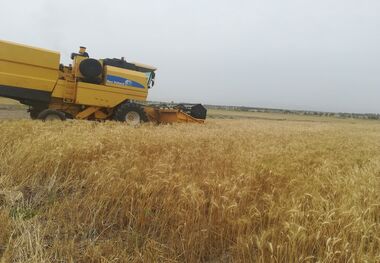 آغاز برداشت محصول استراتژیک گندم در ایرانشهر