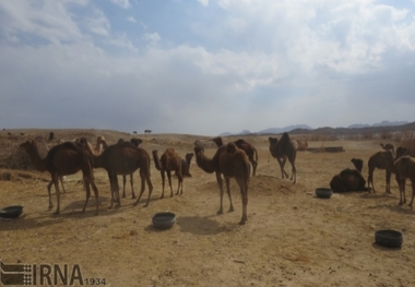 محصولات شترداران خرید تضمینی شود