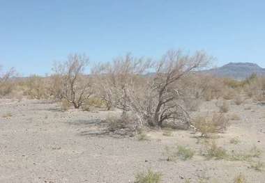 قاچاق چوب تاغ در آران و بیدگل 50 درصد کاهش یافت