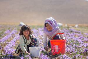 برداشت زعفران از مزارع استان چهارمحال و بختیاری