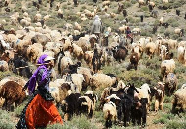 افزایش 500 تنی تولید گوشت قرمز در مناطق عشایری کهگیلویه و بویراحمد