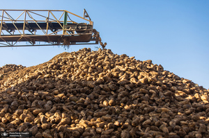 شوق شیرین تولید شکر / کارگران تولید قند و شکر