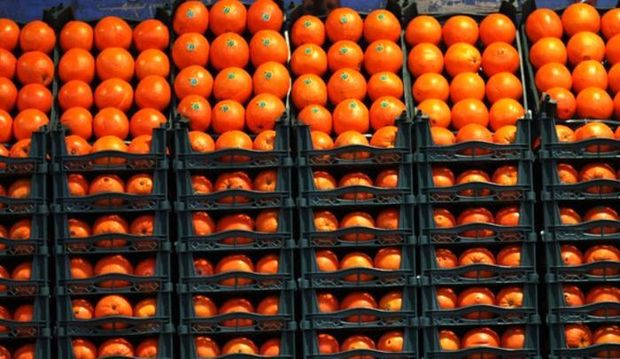 فروش سیب و پرتقال ویژه شب عید در تهران آغاز شد