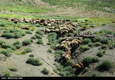 بروجرد از میزبانی میهمانان پردردسر به ستوه آمد؛ تهدید ۲ میلیون دام مازاد برای مراتع