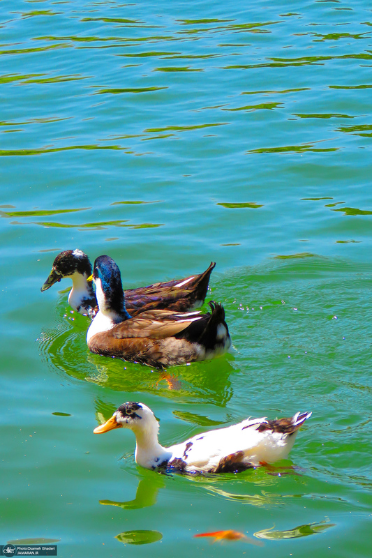 مجموعه تفریحی تپه عباس‌آباد همدان