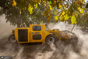 برداشت مکانیزه گردو در استان زنجان