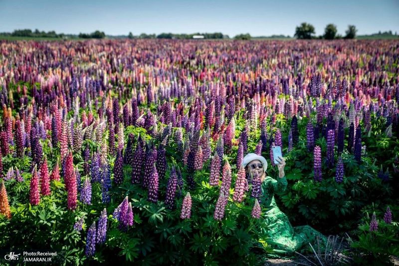 منتخب تصاویر امروز جهان- 19 خرداد 1400