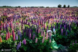 منتخب تصاویر امروز جهان- 19 خرداد 1400