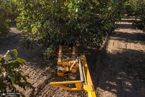 برداشت مکانیزه گردو در استان زنجان