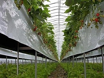 سالانه 10هزار تن محصول گلخانه ای در کهگیلویه وبویراحمد تولید می شود